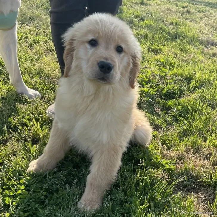 ID：2505-00901の子犬