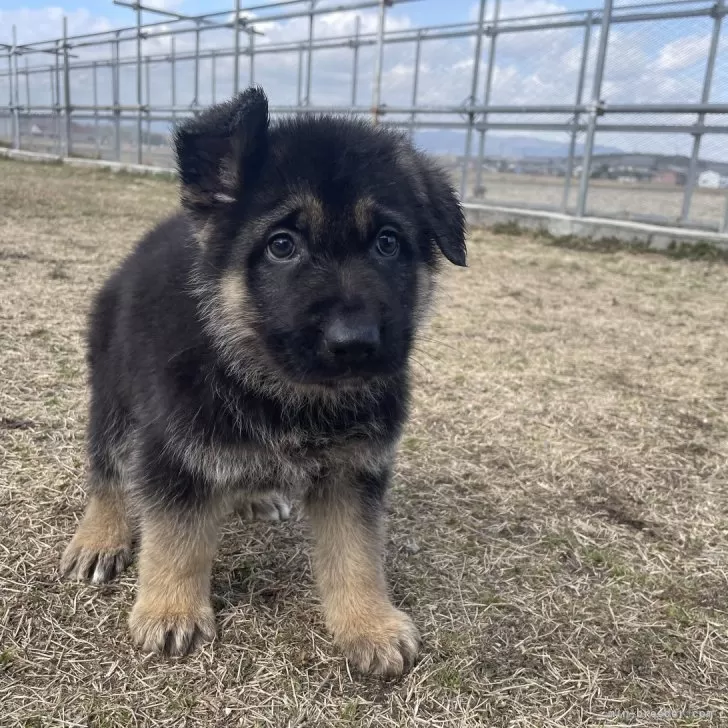 ジャーマン・シェパード・ドッグ【三重県・男の子・2024年12月16日・ブラックタン】の写真1