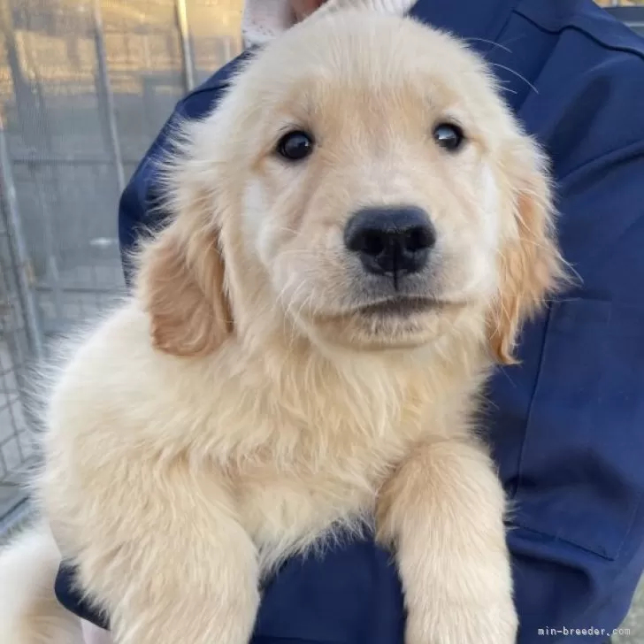 ID：2411-07936の子犬
