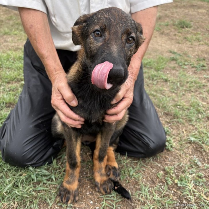 ブリーダー画像