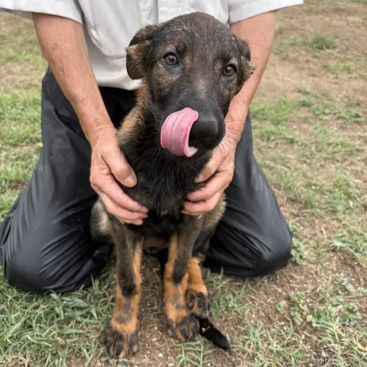 ジャーマン・シェパード・ドッグ【三重県・女の子・2025年6月13日・ウルフ】の写真1