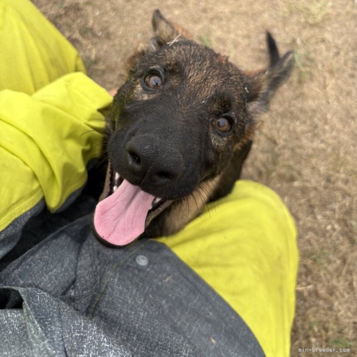 ブリーダー画像