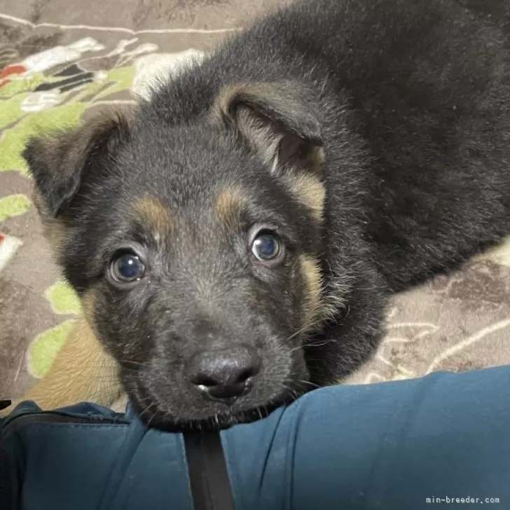 ID：2502-03928の子犬