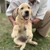 ラブラドールレトリバー【三重県・男の子・2025年7月24日・イエロー】の写真1