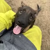 ジャーマン・シェパード・ドッグ【三重県・女の子・2025年6月13日・ウルフ】の写真1