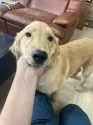 ゴールデンレトリバー【三重県・男の子・2025年1月13日・ゴールド】の写真2