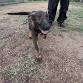 ジャーマン・シェパード・ドッグ【三重県・女の子・2025年6月13日・ウルフ】の写真3