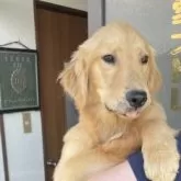 ゴールデンレトリバー【三重県・男の子・2025年1月13日・ゴールド】の写真3
