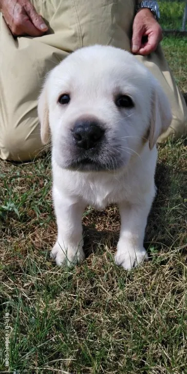 ID:2008-01508の子犬