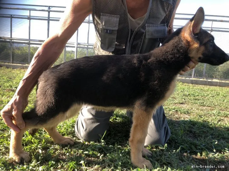 ID:1806-00667の子犬