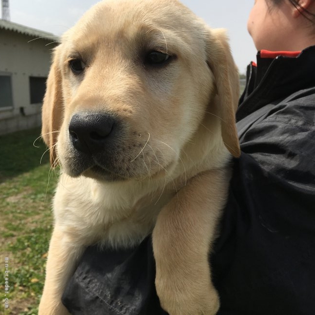ラブラドールレトリバー 三重県 男の子 18年1月1日 イエロー 世界チャンピオンの血統を持つ子犬です みんなのブリーダー 子犬id 1801 ラブラドールレトリバー 三重県 男の子 18年1月1日 イエロー 世界チャンピオンの血統を持つ子犬です みんなのブリーダー 子犬id 1801