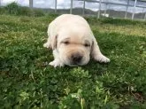 ラブラドールレトリバー【三重県・男の子・2019年2月22日・イエロー】の写真1