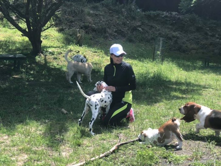 犬舎の犬達と｜稲葉　薫(いなば　かおり)ブリーダー(兵庫県・ゴールデンレトリバーなど・JKC登録)の紹介写真1