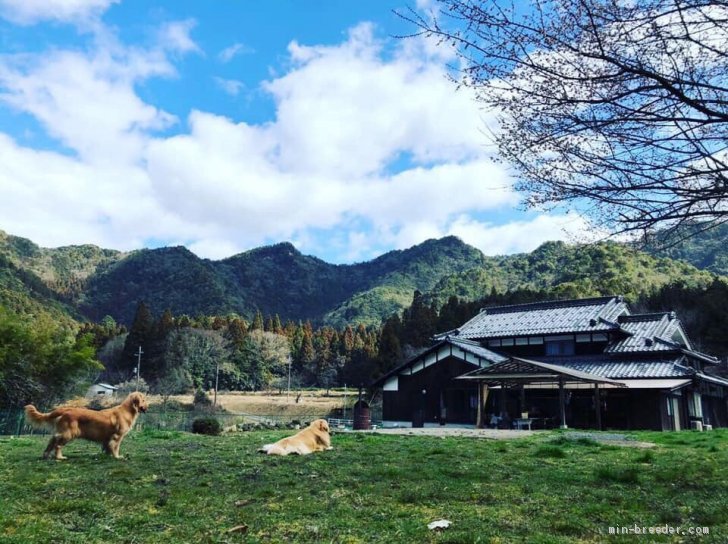 ゴールデンレトリバー夫妻と犬舎外観｜稲葉　薫(いなば　かおり)ブリーダー(兵庫県・ゴールデンレトリバーなど・JKC登録)の紹介写真3