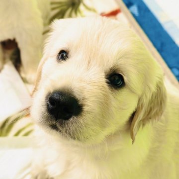 ゴールデンレトリバー【兵庫県・男の子・2025年1月22日・ホワイト○】の写真「大きい前足、立派な躯体の健康優良児」