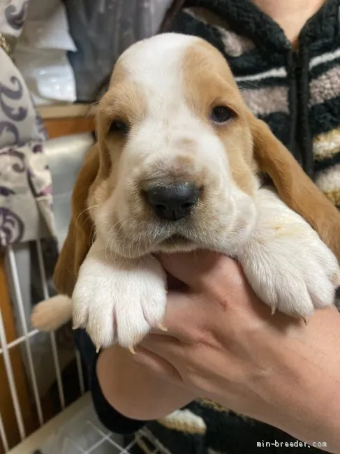 ID:2104-01034の子犬