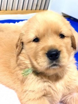 ゴールデンレトリバー【兵庫県・女の子・2019年8月5日・ゴールド色】の写真「チャンピオン犬血統！骨量たっぷり見事な躯体！」