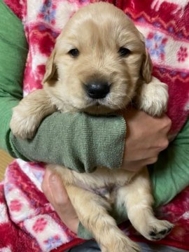 ゴールデンレトリバー【兵庫県・男の子・2020年3月7日・ゴールド】の写真「もふもふでお顔が可愛い！立派なボディの男の子」