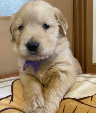 ゴールデンレトリバー【兵庫県・女の子・2020年3月7日・ゴールド】の写真「超美形！可愛いお姫様タイプ！目で語るおっとりさん」