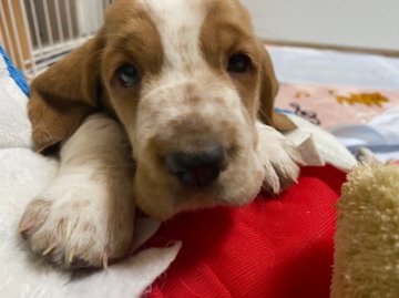 バセットハウンド【兵庫県・女の子・2021年3月14日・レモンカラー】の写真「トレーニング犬が両親です！骨量たっぷり可愛い女の子」