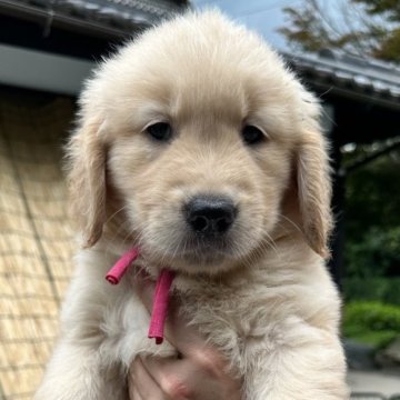 ゴールデンレトリバー【兵庫県・女の子・2024年5月18日・ゴールド】の写真「獣医クリニック生まれのヨーロピアンGR🎀」