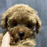 タイニープードル