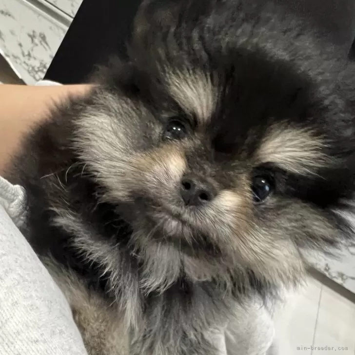 Y.Y 様のお迎えした子犬