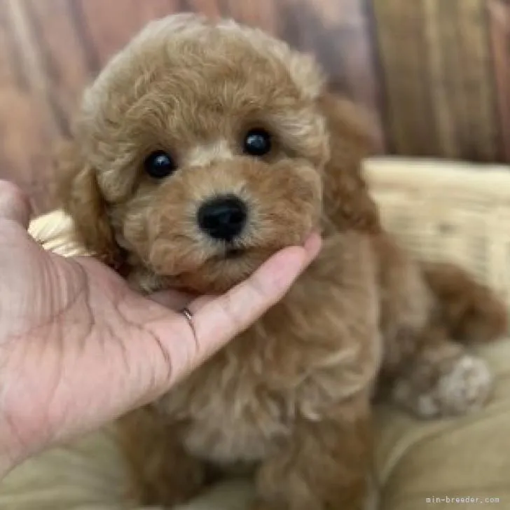 H.O 様のお迎えした子犬