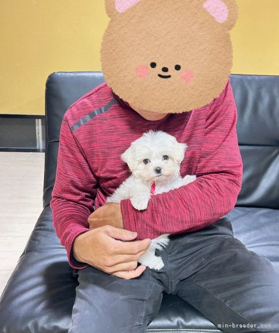 中嶋野々花ブリーダーのブログ：9/22 アナベビー3兄妹誕生🎉🎉