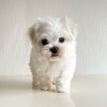 マルチーズ【富山県・男の子・2025年11月4日・ホワイト】の写真「バランス良いお顔立ちのマルチーズの男の子♡」