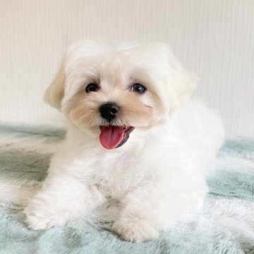 マルチーズ【富山県・男の子・2025年3月26日・ホワイト】の写真「物覚えの良いマルチーズ の長男くん💓」