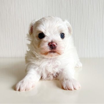 マルチーズ【富山県・男の子・2025年9月22日・ホワイト】の写真「好奇心旺盛な男の子💙」