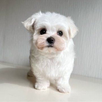 マルチーズ【富山県・男の子・2025年9月22日・ホワイト】の写真「おっとりマイペースな男の子💙」