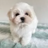 マルチーズ