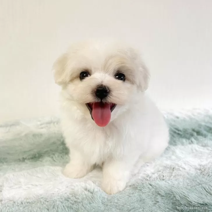 ID:2408-05148の子犬