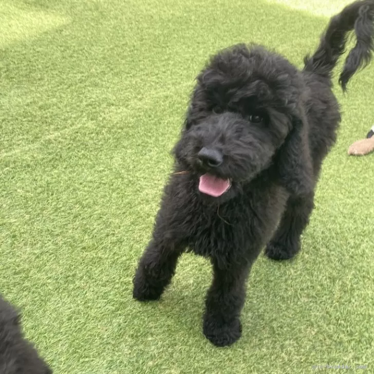 スタンダードプードル【茨城県・女の子・2025年6月30日・ブラック】の写真1