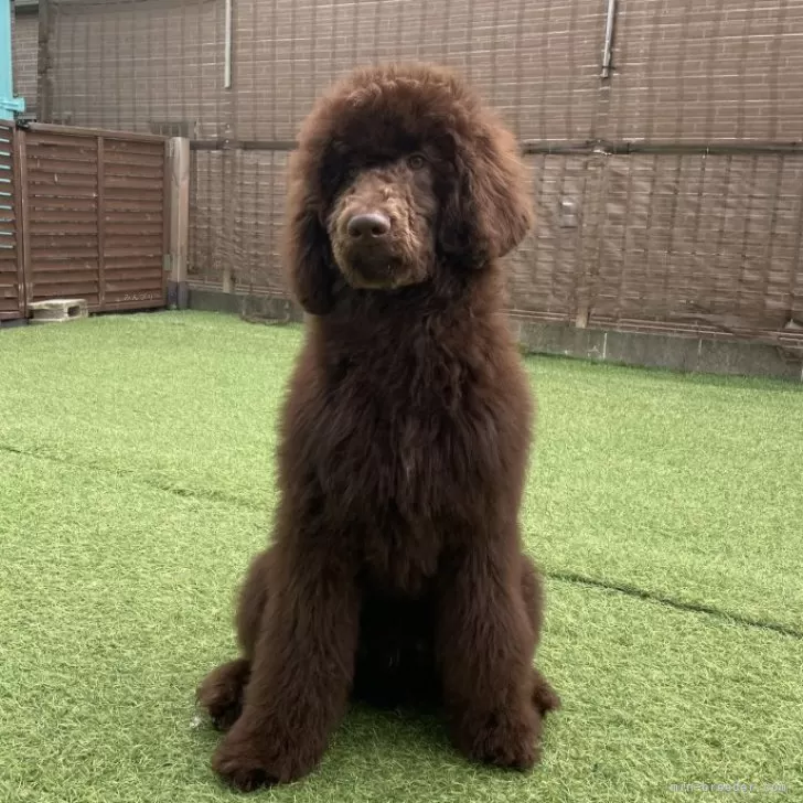 スタンダードプードル【茨城県・男の子・2025年6月15日・ブラウン】の写真1「綺麗な濃いブラウンの男の子」