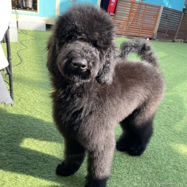スタンダードプードル【茨城県・男の子・2025年6月30日・ブラック】の写真1