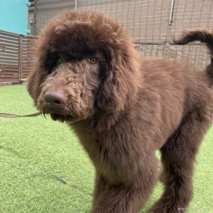 ブリーダー画像