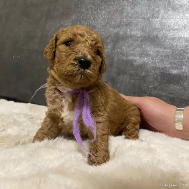 ID：2503-00480の子犬