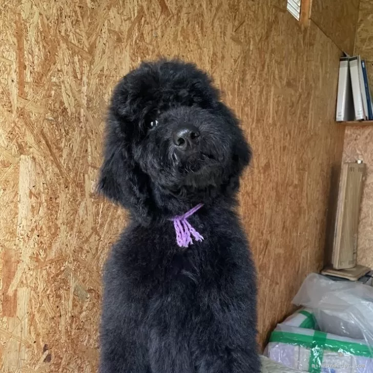 スタンダードプードル【茨城県・男の子・2025年6月30日・ブラック】の写真1