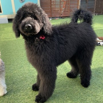スタンダードプードル【茨城県・女の子・2025年6月30日・ブラック】の写真「兄妹の中でも小ぶりな女の子」