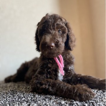 スタンダードプードル【茨城県・女の子・2025年6月15日・ブラウン】の写真「濃いブラウンカラーの女の子」