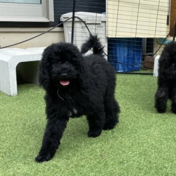 スタンダードプードル【茨城県・女の子・2025年7月31日・ブラック】の写真「かまってちゃんな女の子♪」