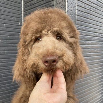 スタンダードプードル【茨城県・男の子・2025年6月15日・ブラウン】の写真「マイペースなのんびり屋さん」