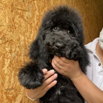 スタンダードプードル【茨城県・女の子・2025年7月31日・ブラック】の写真「胸元の白毛がチャームポイントな女の子♡」