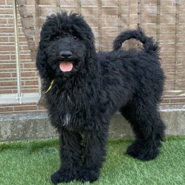 スタンダードプードル【茨城県・女の子・2025年7月31日・ブラック】の写真「胸元の白毛がチャームポイントな女の子♡」