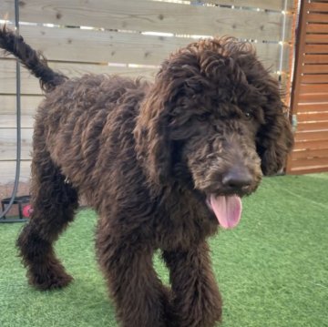 スタンダードプードル【茨城県・男の子・2025年6月15日・ブラウン】の写真「お外遊びが大好き♪」