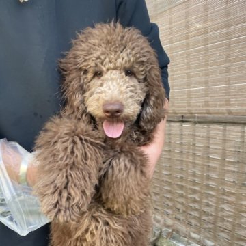 スタンダードプードル【茨城県・男の子・2025年6月15日・カフェオレ】の写真「1人遊びの得意な子」