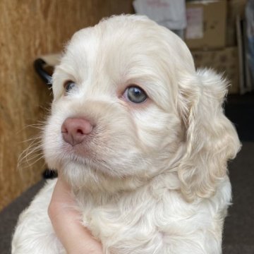 コッカプー(トイプードル×アメリカンコッカースパニエル)【茨城県・女の子・2025年6月9日・シルバーバフ】の写真「柔らかい優しい毛色の子」